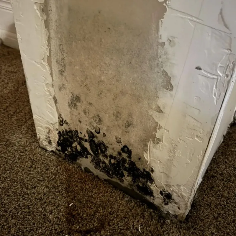 Professional Mold Removal in Dublin, NH